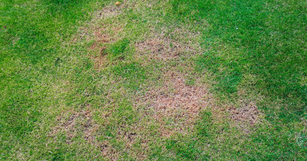 How To Treat Brown Patch Fungus | Heron Home & Outdoor