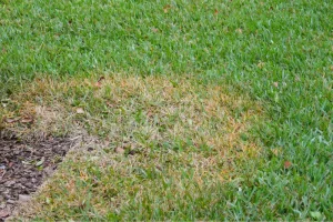 Large Patch Fungus Has Damaged This Florida Lawn, Leaving a Brown Patch of Dead Grass. This common lawn Fungus Can be Treated with Help from Heron Home & Outdoor’s Lawn Care Specialists.