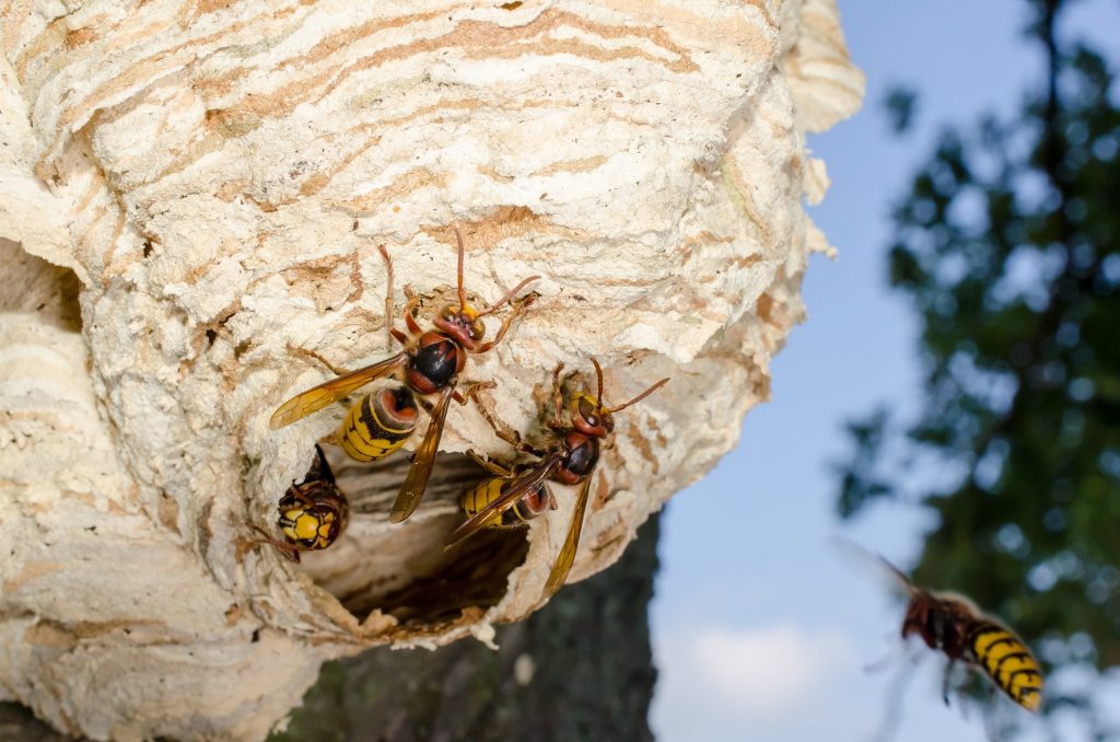 Bee, Wasp & Hornet Nest Removal | Heron Home & Outdoor Pest Control