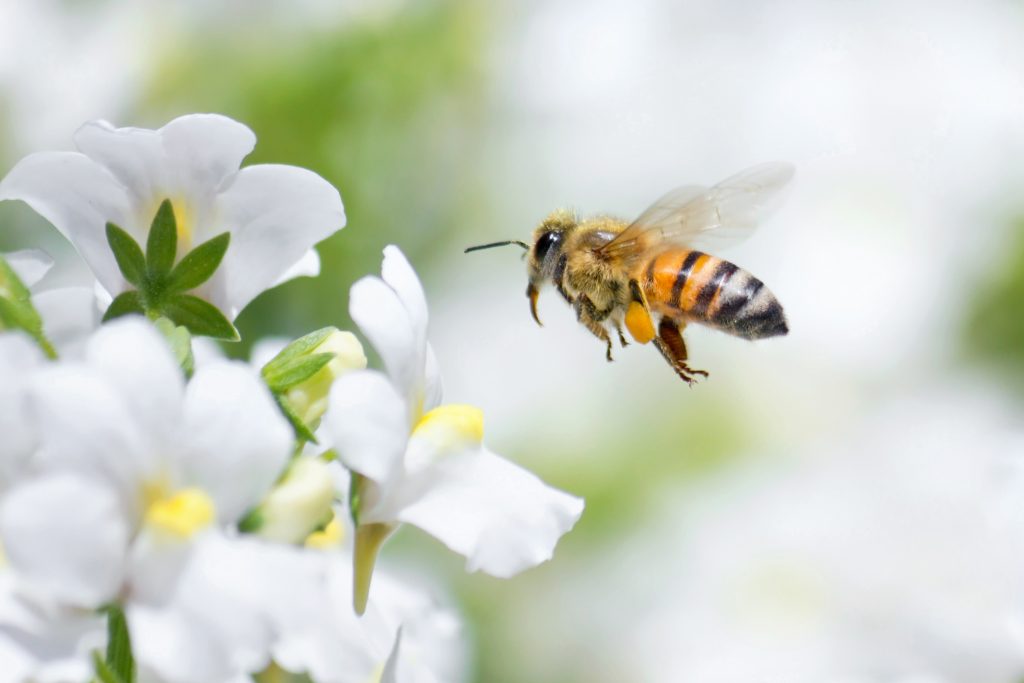 Identifying When You Have A Bee Issue Heron Pest Control FL