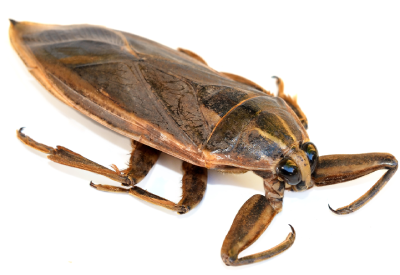 Water Bugs Vs Cockroaches: How To Tell The Difference Kill Them | lupon ...