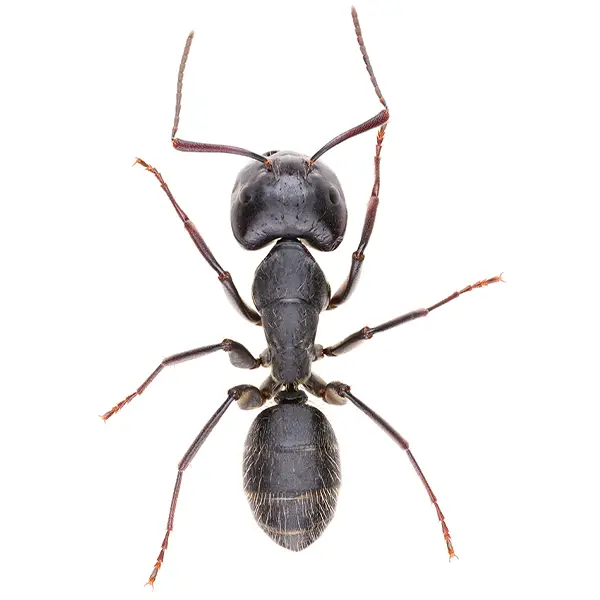 Carpenter Ants