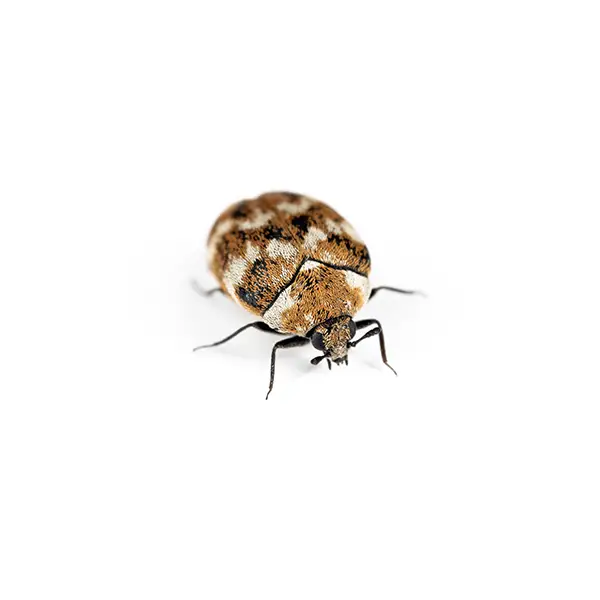 Carpet Beetles