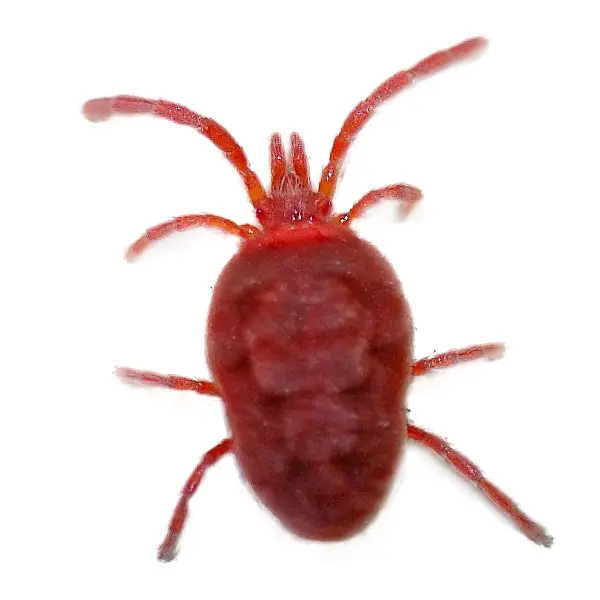 Clover Mites