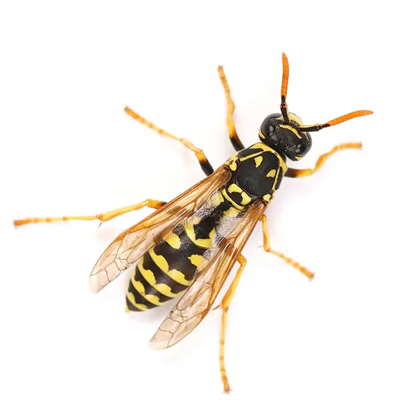 Wasps