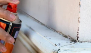 Person using an aerosol insecticide with a narrow spray nozzle to target a trail of ants crawling along the corner of a window ledge and wall