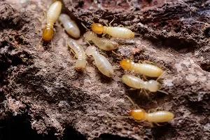 Termite soldiers and workers crawling over decomposing wood.