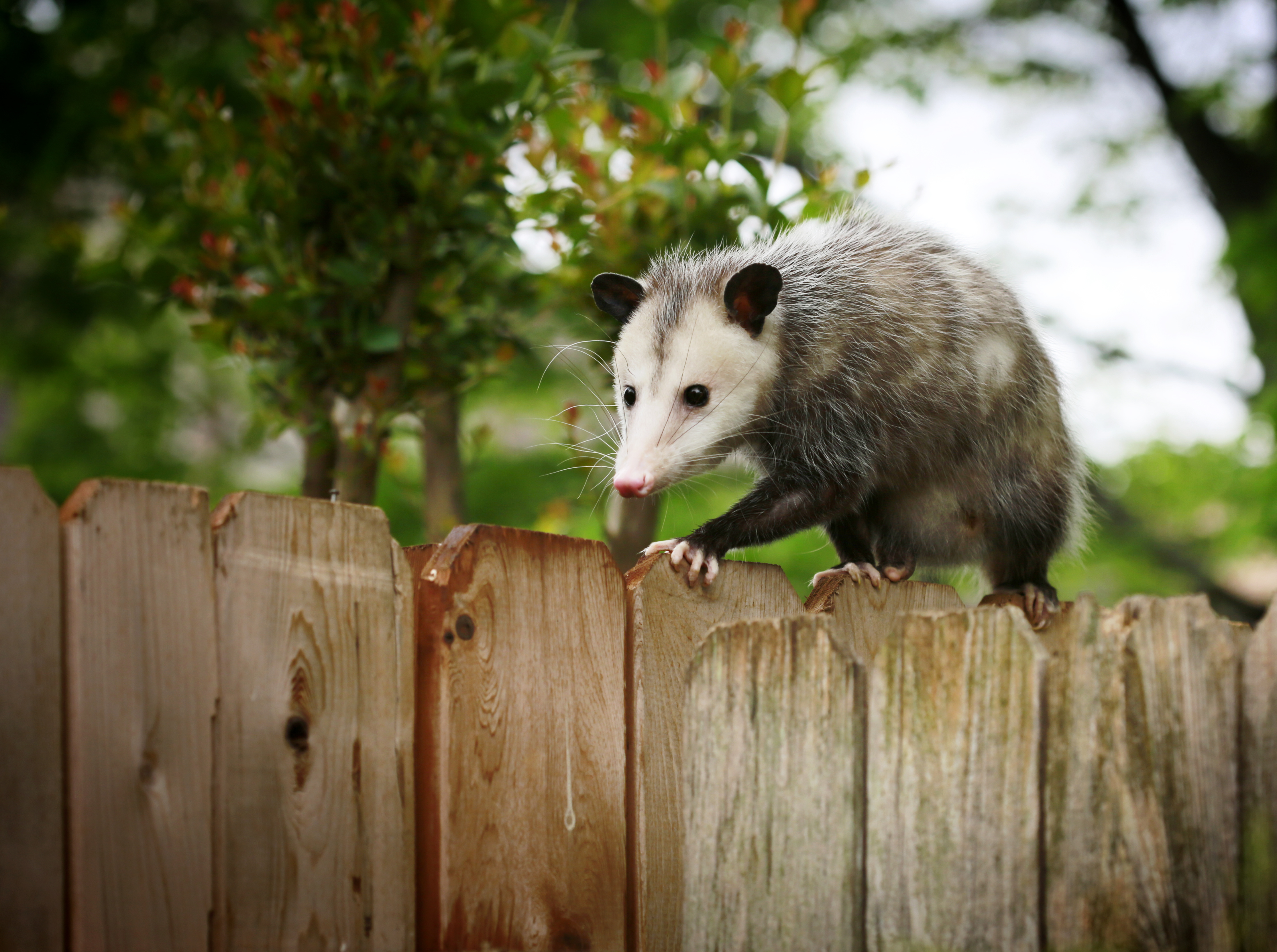 Opossum Trapping & Removal  Heron Home & Outdoor in Central FL