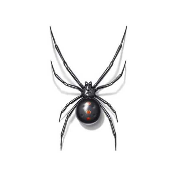 Black Widow Spiders: Facts & Extermination Information