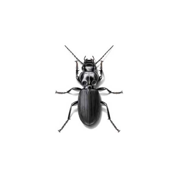https://www.myheronhome.com/wp-content/uploads/2018/08/ground-beetle.jpg