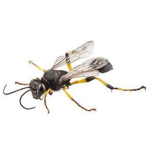 What Every Terre Haute Homeowner Ought To Know About Yellow Jackets