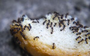 Why Do Ants Suddenly Appear? | Ant Hotspots in Central Florida Homes