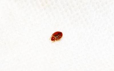 Guide To Inspecting Hotel Rooms For Bed Bugs - Heron Home & Outdoor