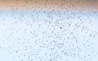 flying mosquitoes swarm