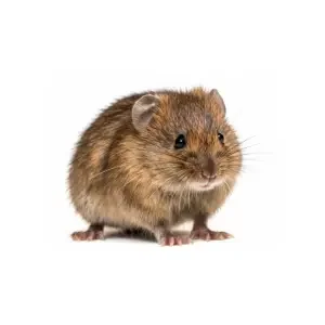 A Brown Meadow Vole Isolated on a White Background